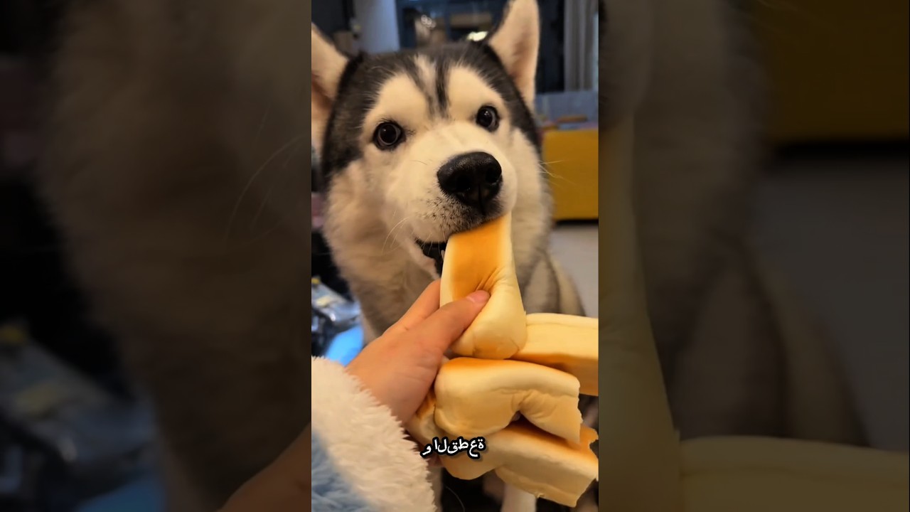 تم تقسيم الخبز… لكن سبيدي ما زال جائعًا! 😲🐕#shorts