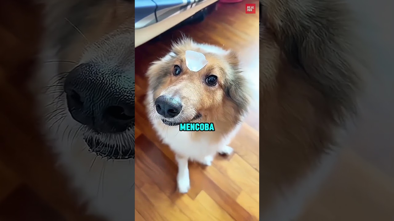 Anjing mana yang bereaksi paling baik?