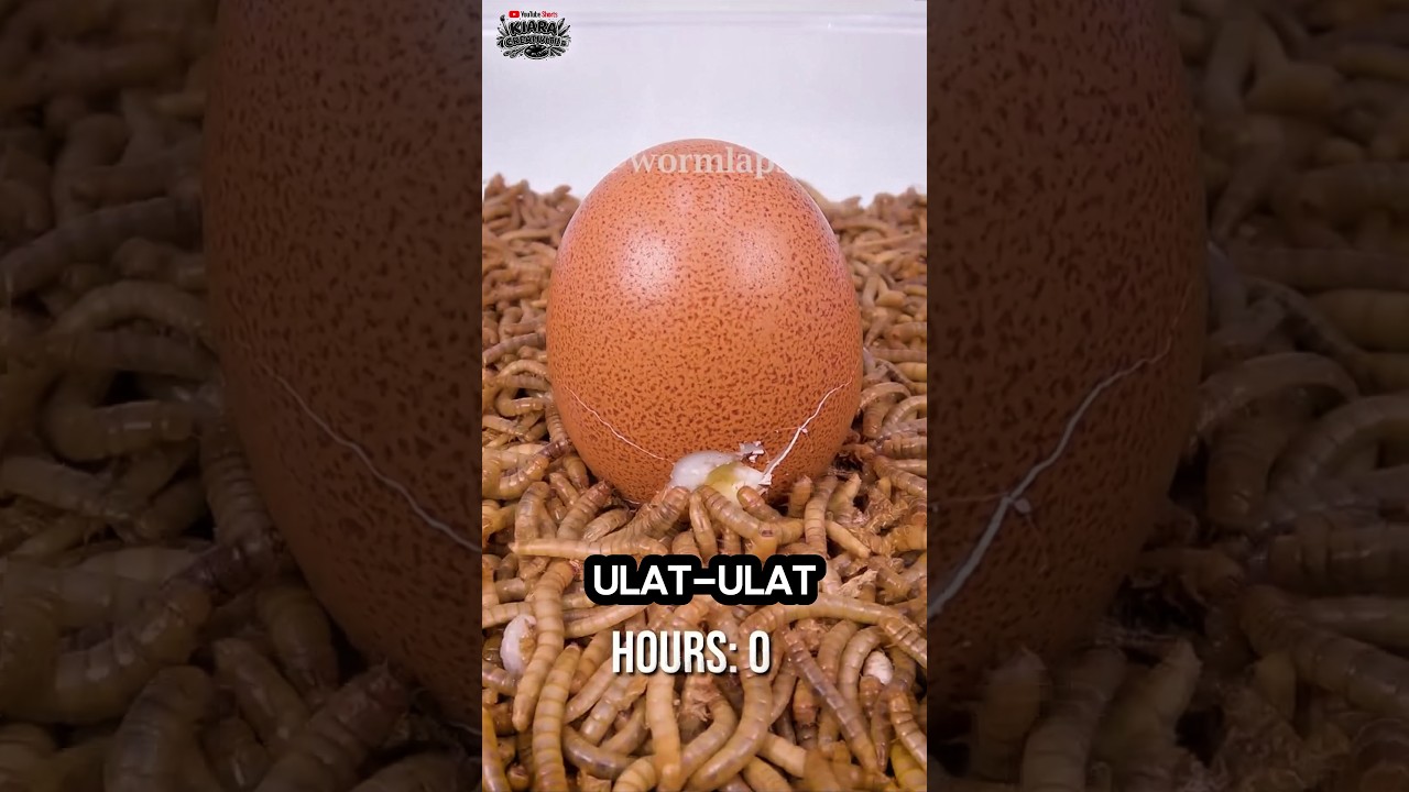 Telur Rebus Ini Hilang Dimakan Ribuan Ulat!