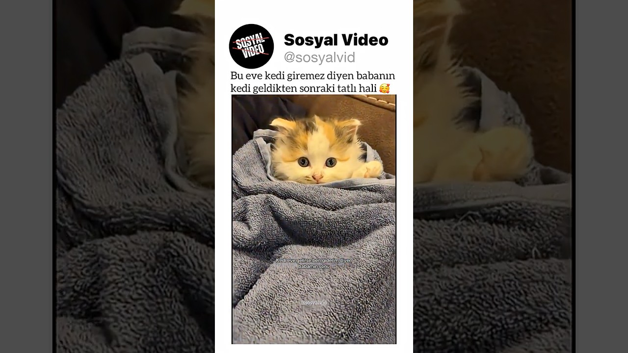 Bu eve kedi giremez diyen babanın kedi geldikten sonraki tatlı hali 🥰