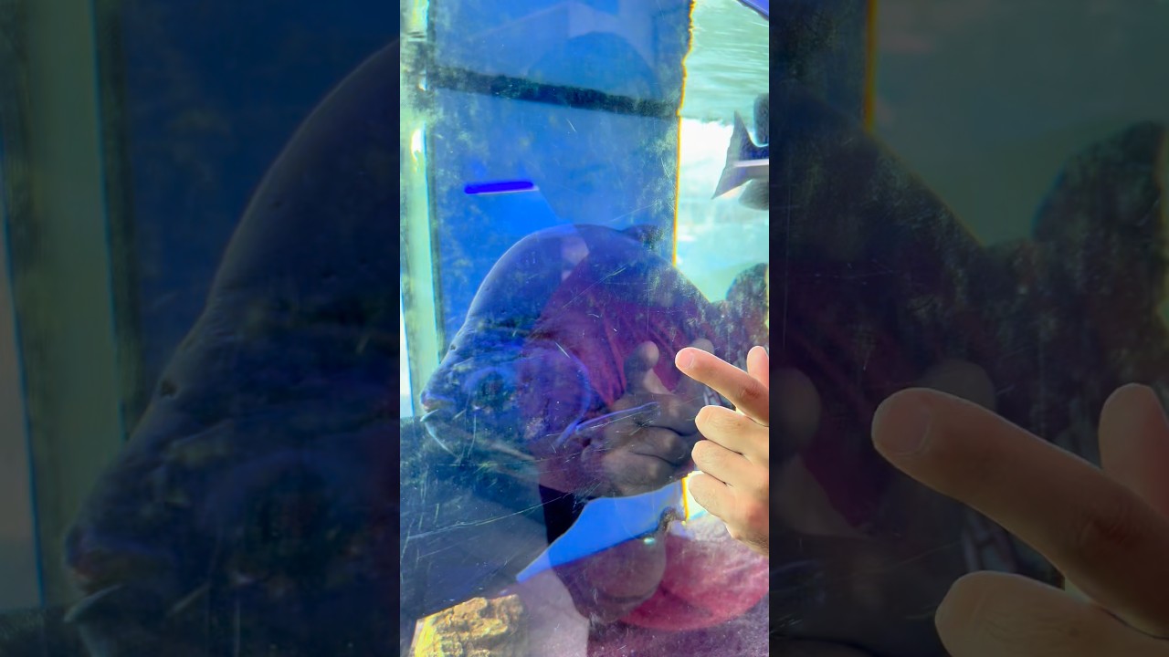 COMPREI UM IRMÃOZINHO PRO MEU PEIXE… MAS ROUBARAM ELE! 😱🐟 #shorts