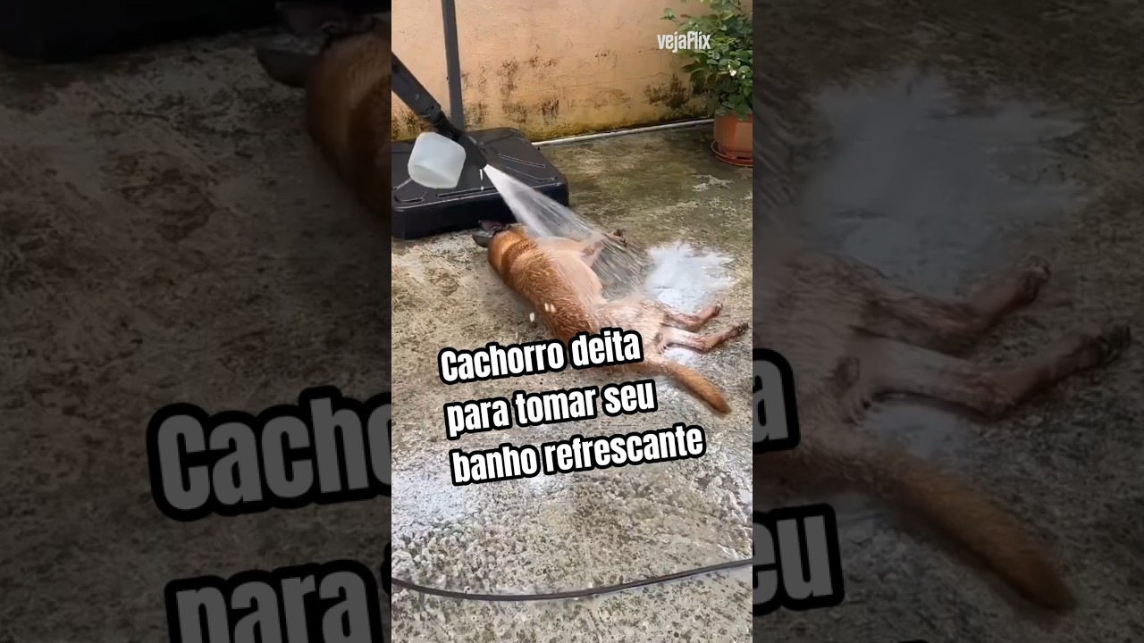 Cachorro gosta de banho com escovação... #cachorro #cachorrosdivertidos #banhodivertido #lavajato