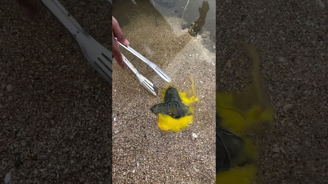 Catching a Hidden Pufferfish Using a Lobster Tail and Egg Trick!