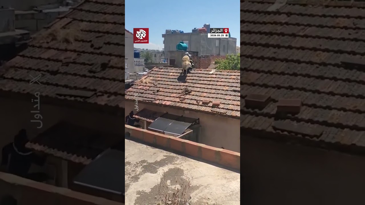 هروب كبش العيد فوق سطح منزل بالجزائر و رجل حماية مدنية ينقذه من السقوط