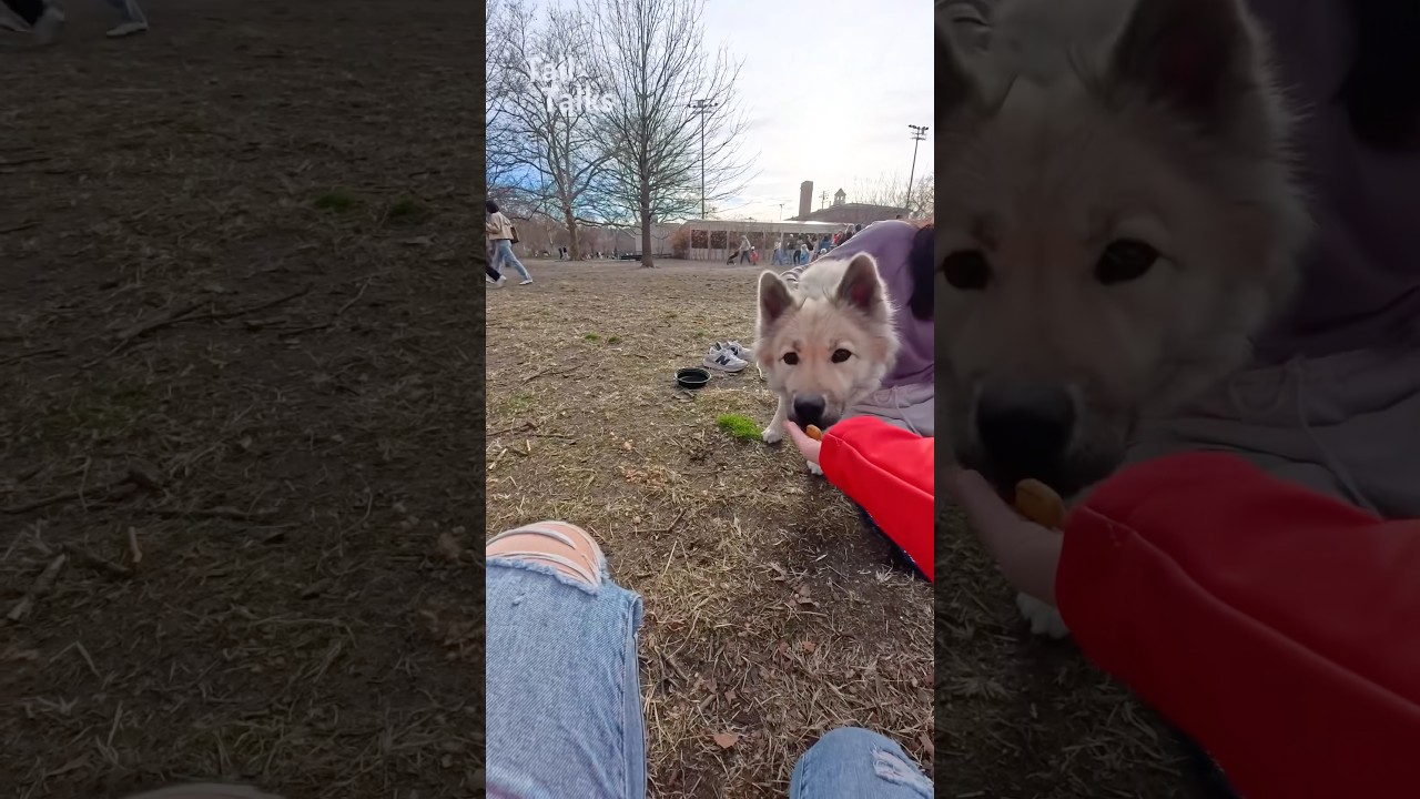 We met a hesitant but lovely Eurasier named Cala! #eurasier #dog