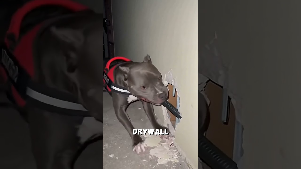 O Cachorro Destruiu uma Pintura de $200.000… Mas Virou Herói! 🐕#shorts