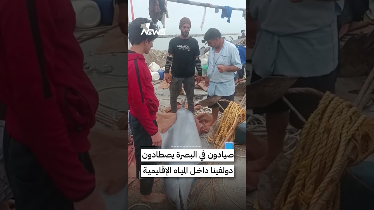 صيادون في البصرة يصطادون دولفيناً داخل المياه الإقليمية للمحافظة | #وان_نيوز