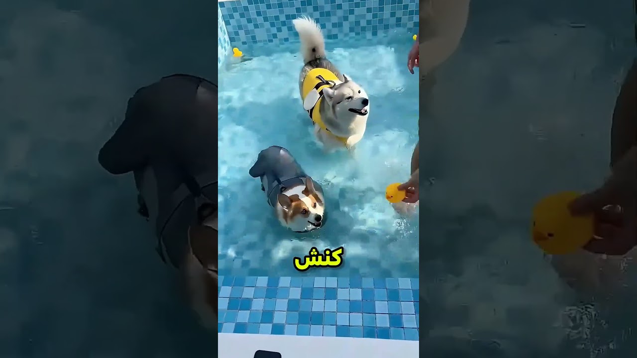 الهاسكي بيعوم ومستمتع اما الكورجي مش عارف #shortvideo