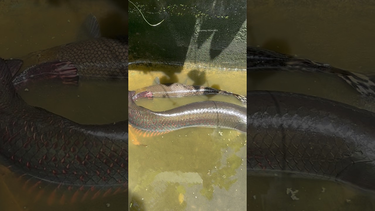 ചീങ്കണ്ണിയെ അരാപൈമ അകത്താക്കി...🥺 | arapaima attacked alligator gar | monster fish tank cleaning