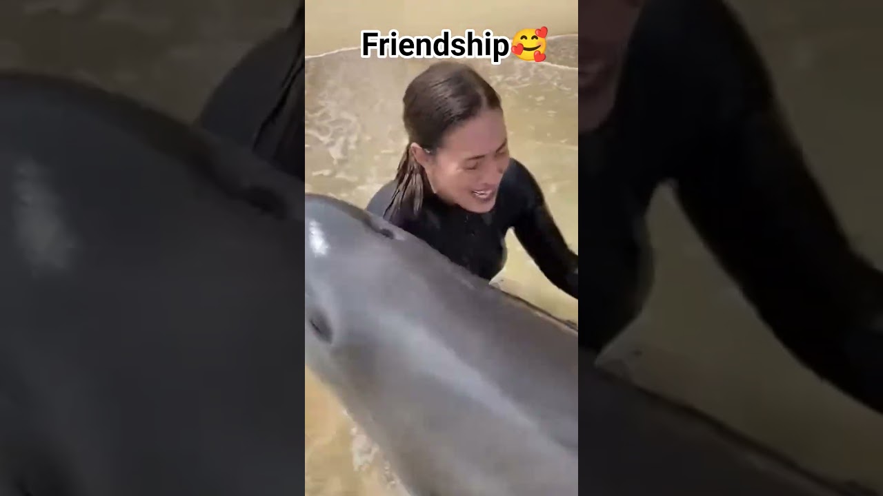 Dolphin #followers #highlight #friendly #seacreatures After a year they meet again..