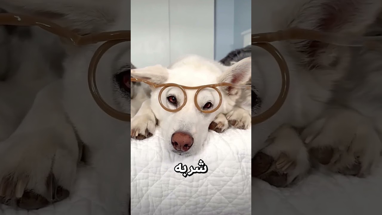 شاهدوا سبب صدمة محمود بعد ما اكتشف مين شرب حليب الشوكولاتة بتاعه ❤️