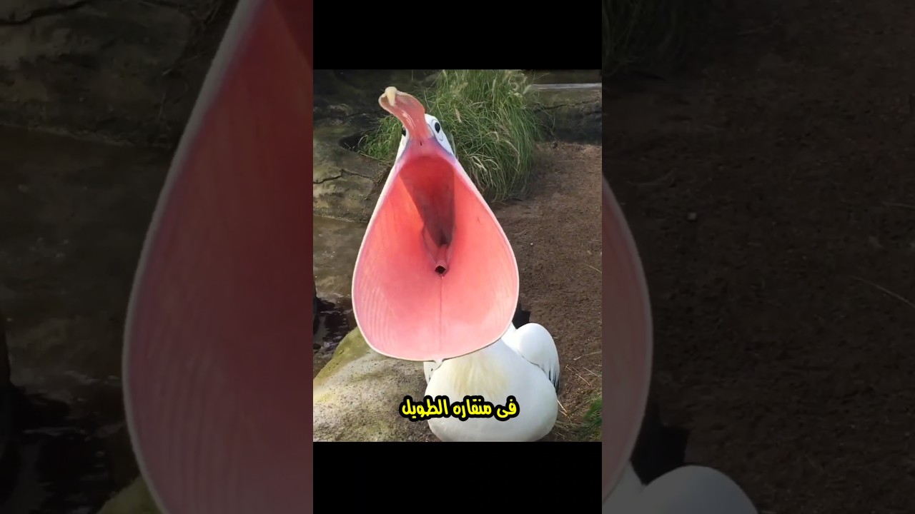 طائر بيحاول يبلع كل حاجة ؟