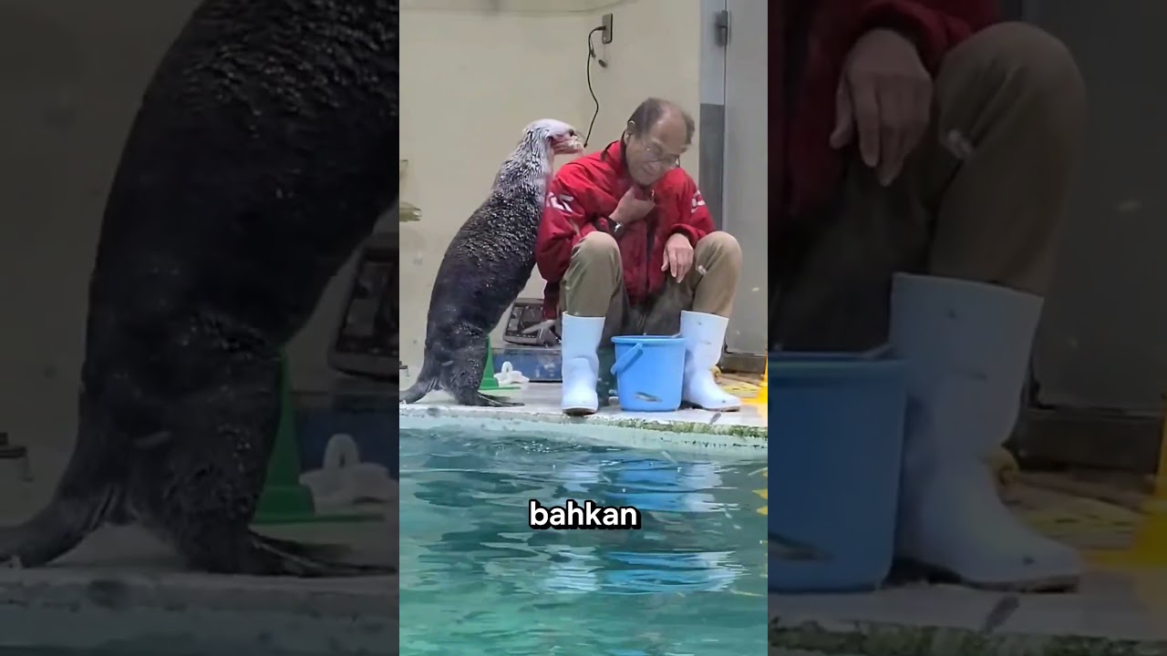Berang-Berang Laut Ini Bete Gara-Gara Kerang