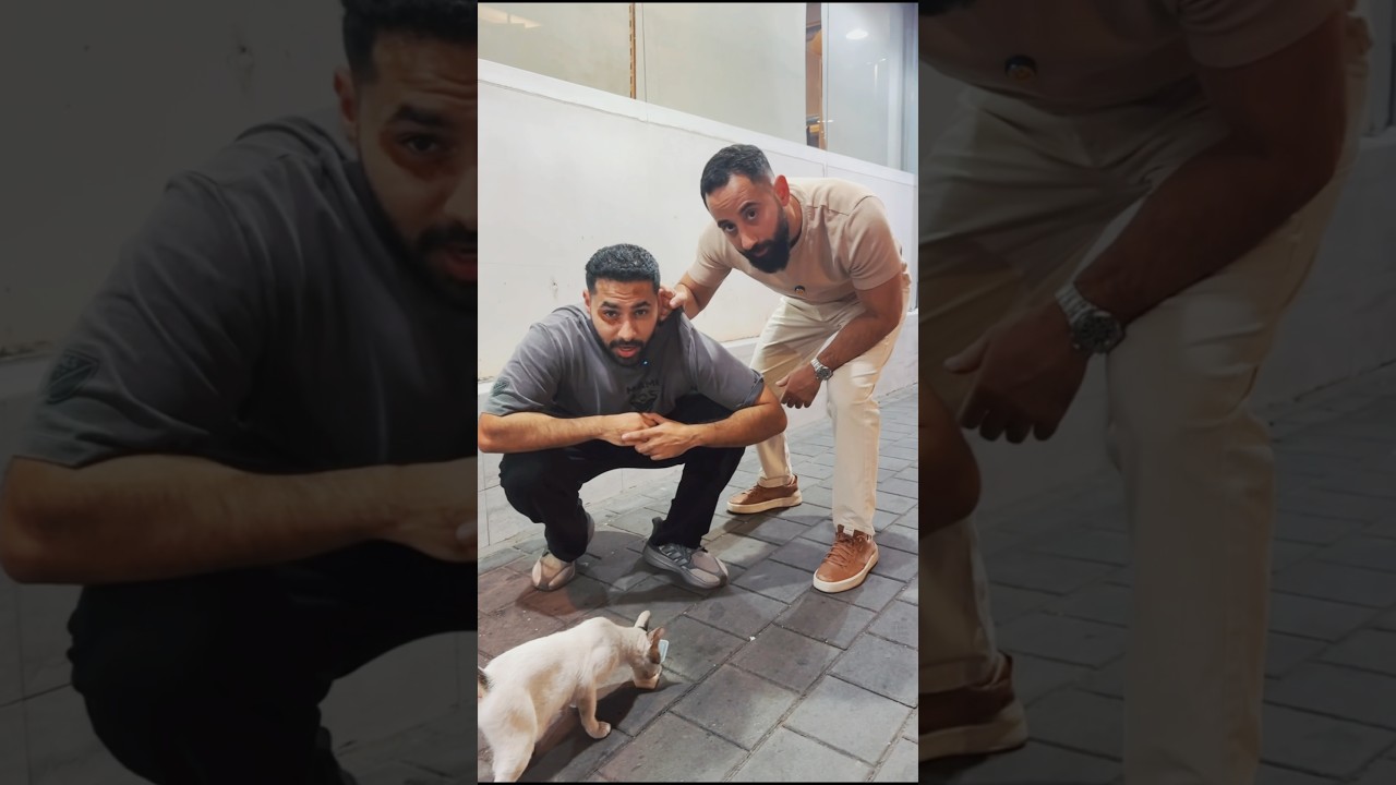 هل القطط مقرفه ؟