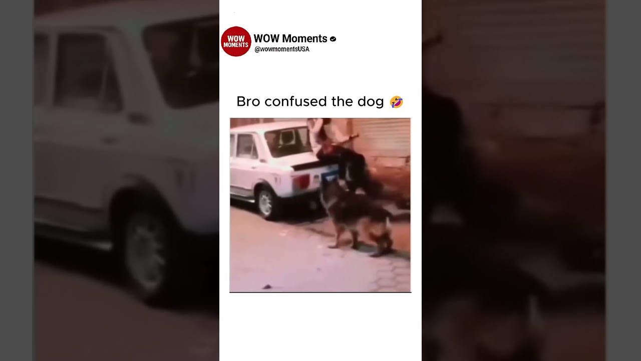 Bro confused the dog 🤣