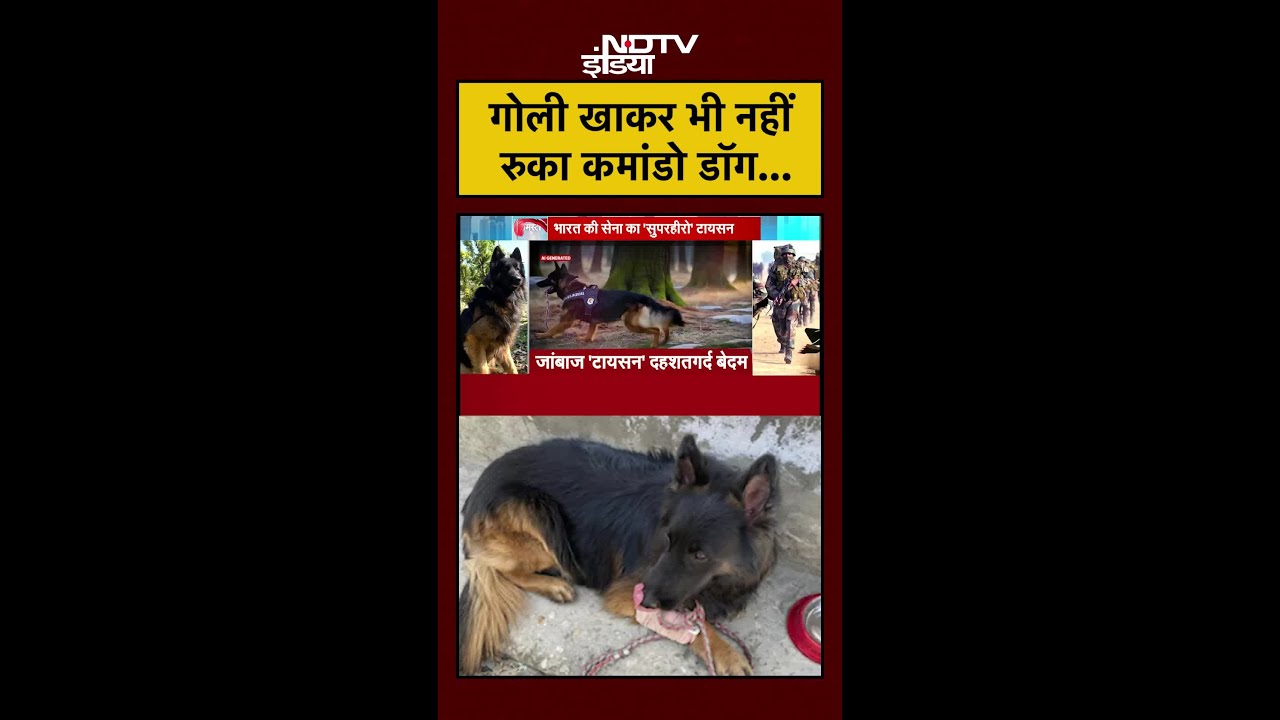 JK News: गोली खाकर भी नहीं रुका कमांडो डॉग Tyson | #shorts #tyson #ytshorts