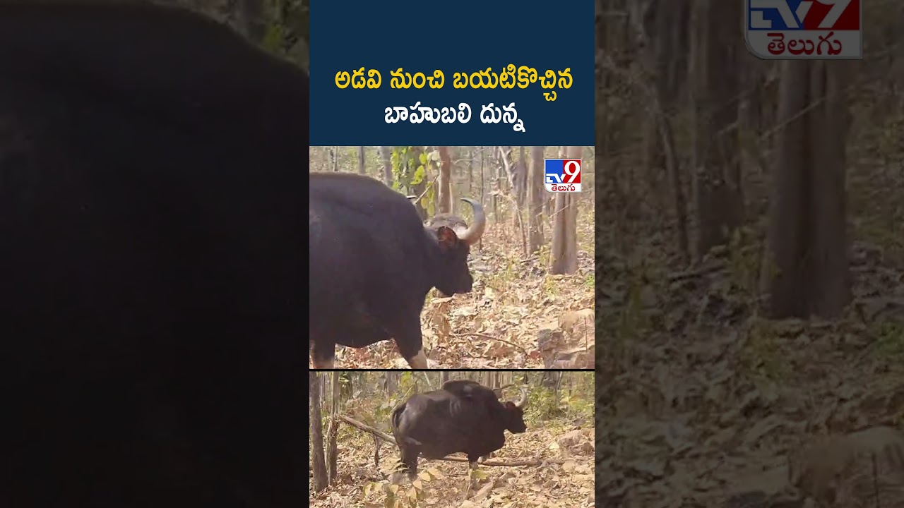 అడవి నుంచి బయటికొచ్చినబాహుబలి దున్న -TV9