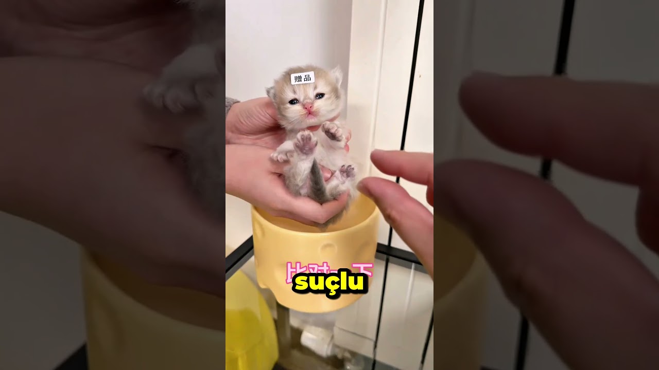 tarçın evin yeni üyesi çok tatlı 🐾