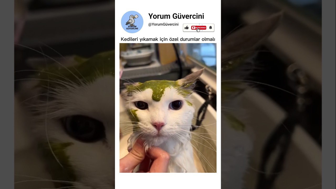 Kedileri yıkamak için özel durumlar olmalıdır kediler yıkanılmaz
