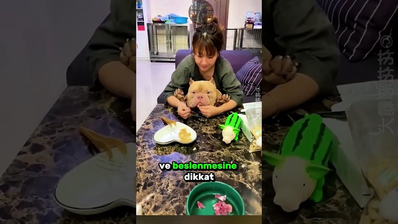 İlk Kez Hamile Kalan Masum KÖPEK! 🐶 🤰💖