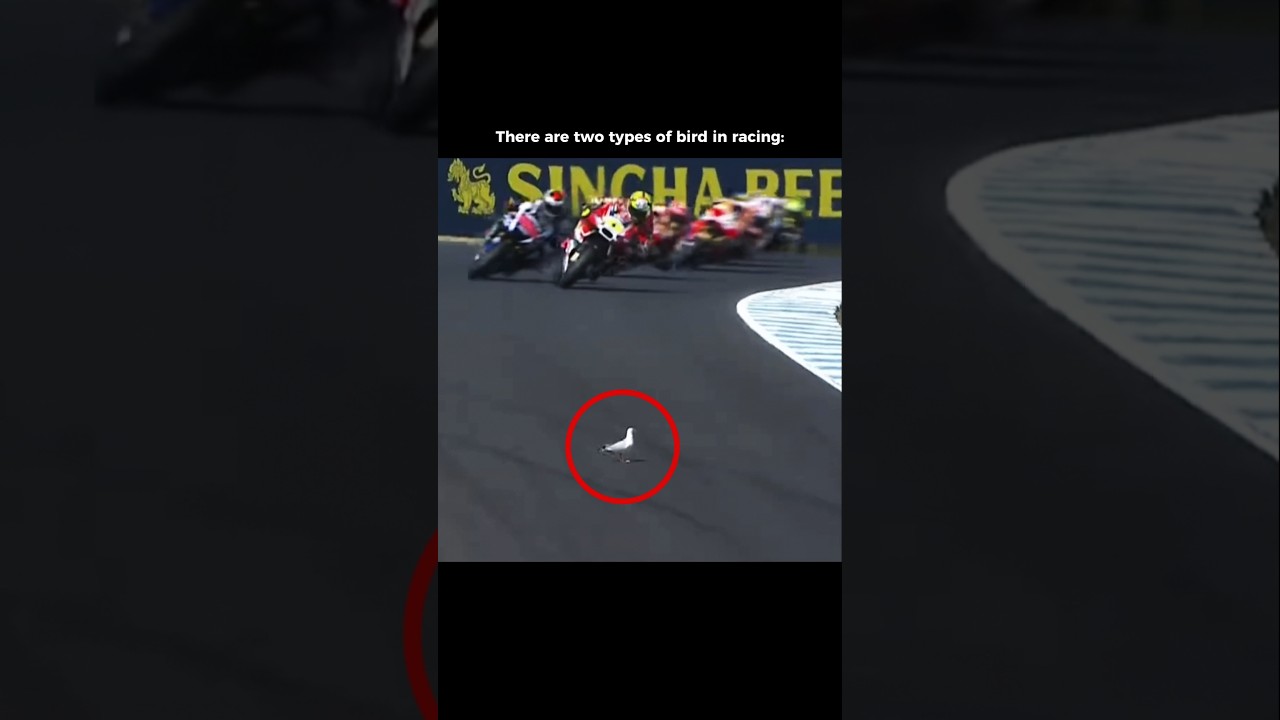 There Are Two Types Of Bird in Motorcycle Racing