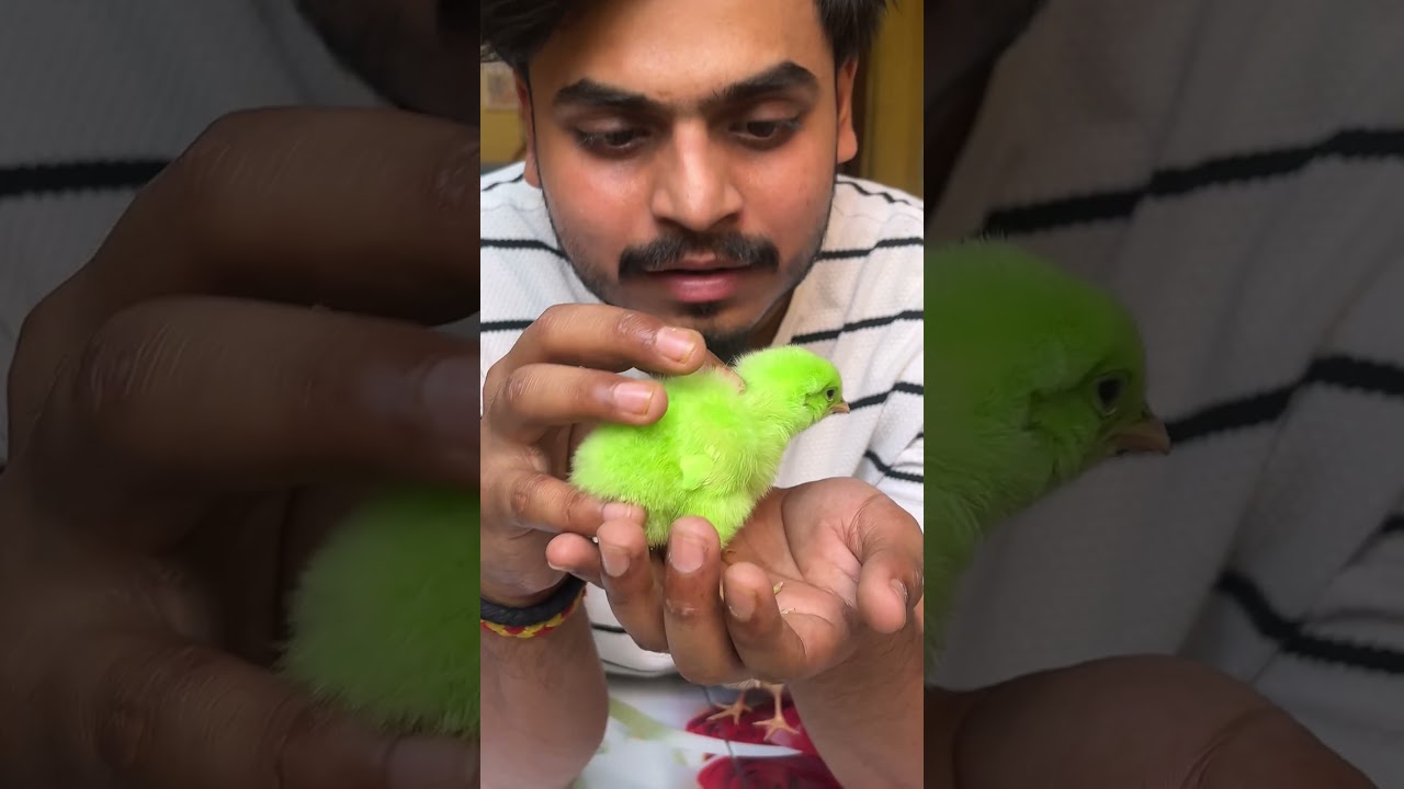 THESE BABY CHICKENS WILL DIE SOON