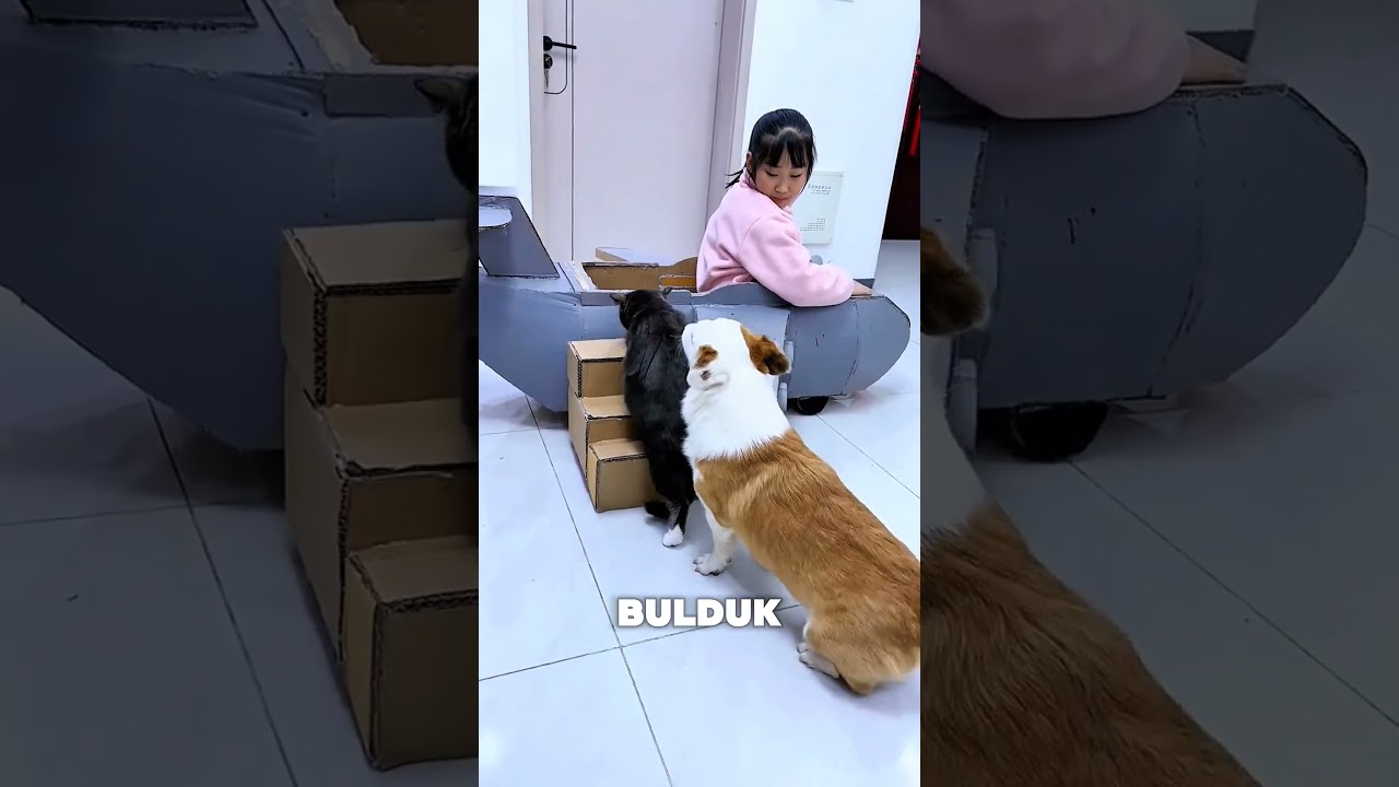 Akıllı Köpek Dediğin Böyle Olur 😂🤯