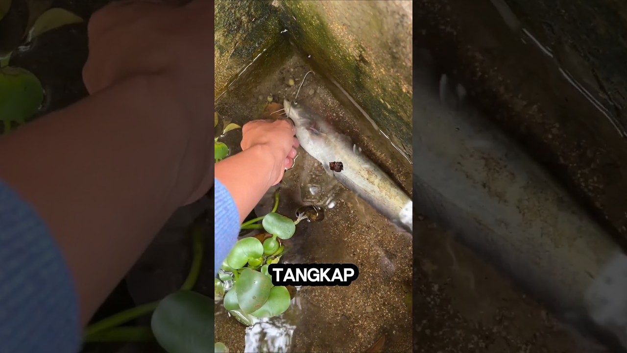 nyari ikan di sungai malah ketemu telur aneh #short #douyin