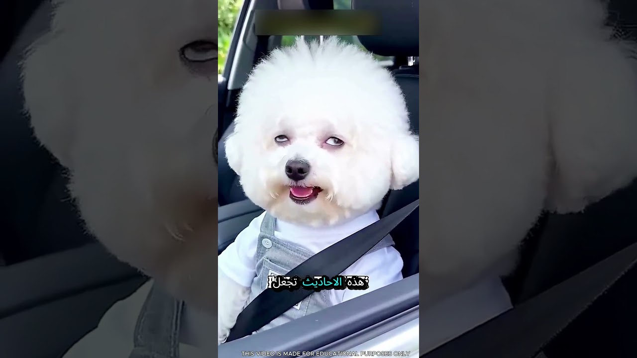 القصة الفنية لجانو بابو