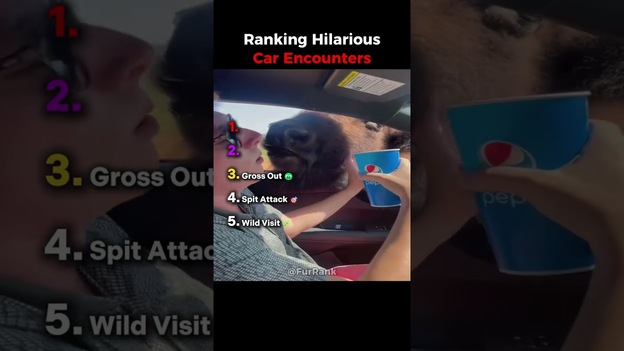 Ranking HilariousCar Encounters #funny