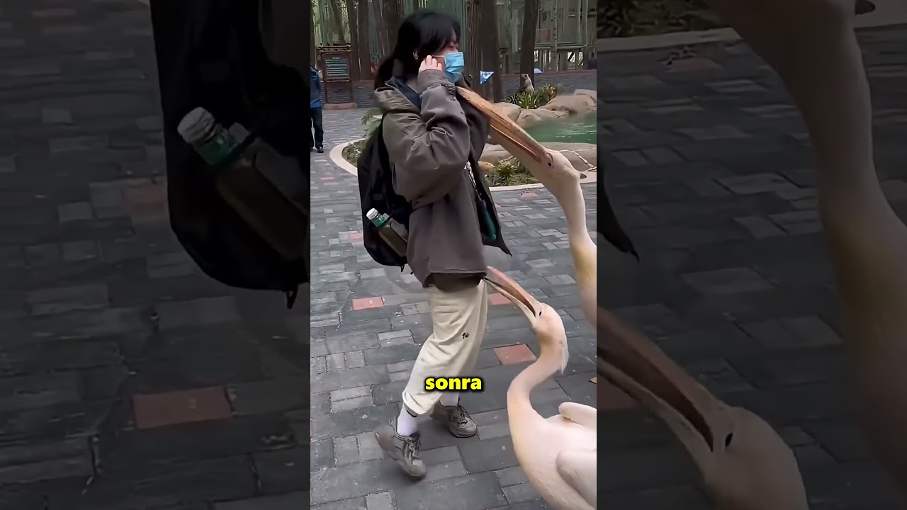 Pelikanlar Buldukları Her Şeyi Yemeye Çalışıyor 😱