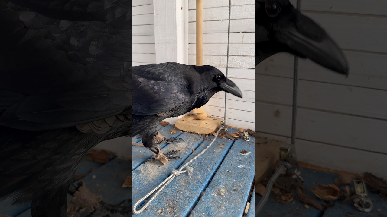 #raven #воронгоша #commonraven #birds