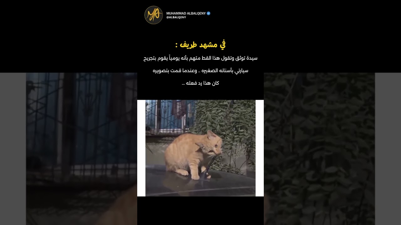 ردة فعل القط عندما تم تصويره #shorts