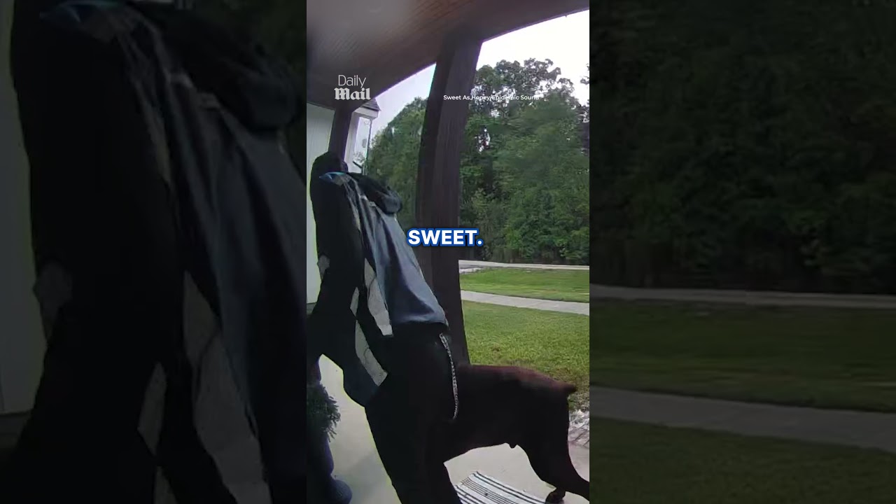Doberman makes friends with nervous Amazon driver