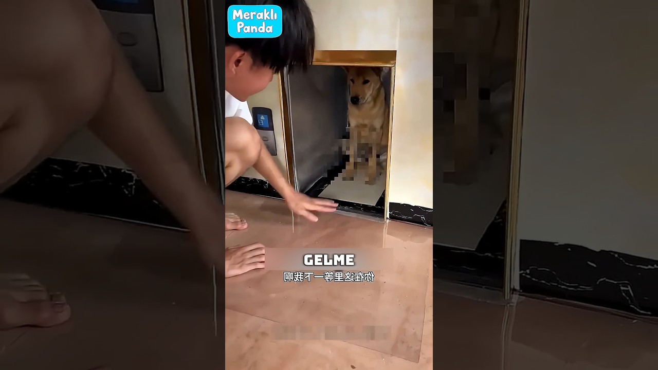 Evde boncukla kilitli kaldık 🐕‍🦺🐕
