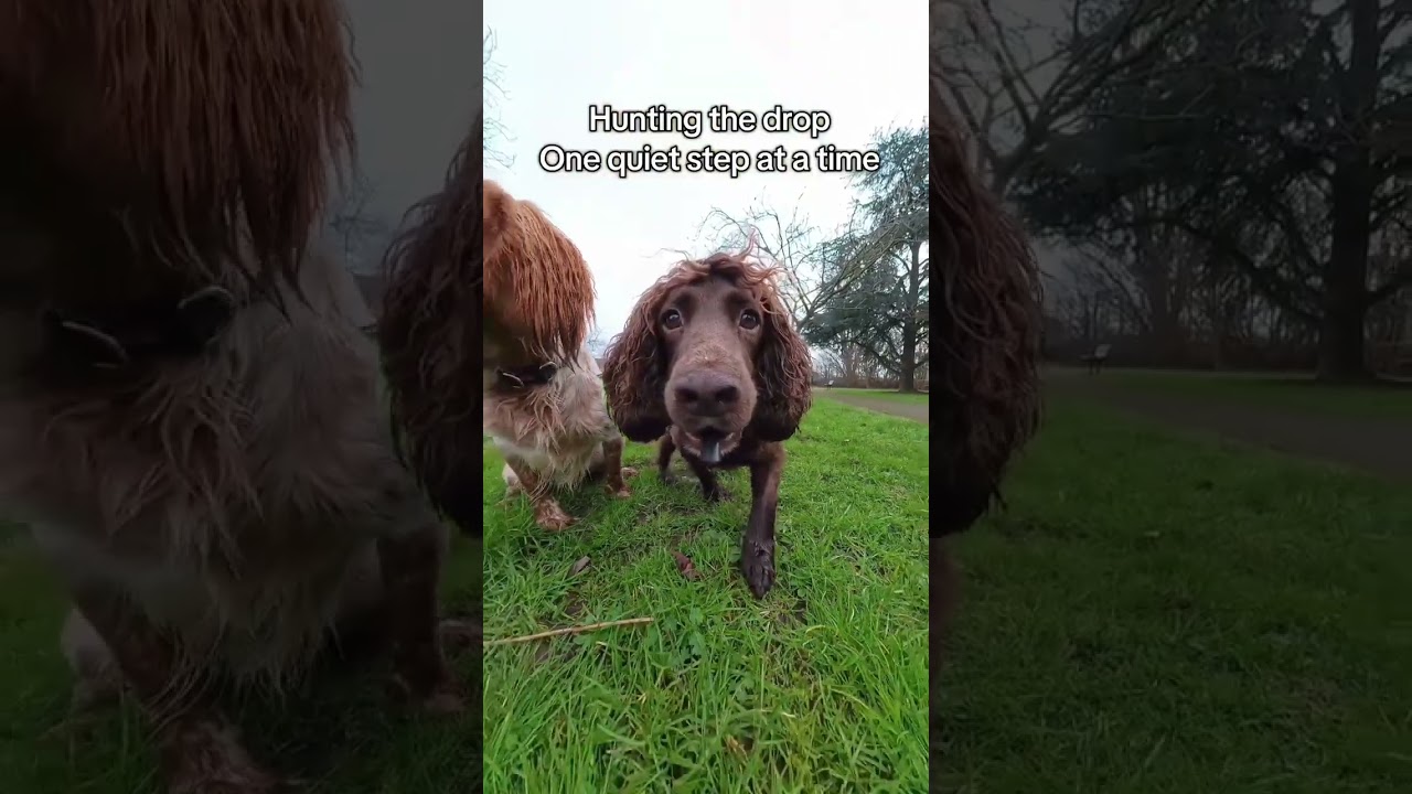 وضع كاميرا في فم كلبه فتحوّلت إلى فريسة! 🐶📹😲