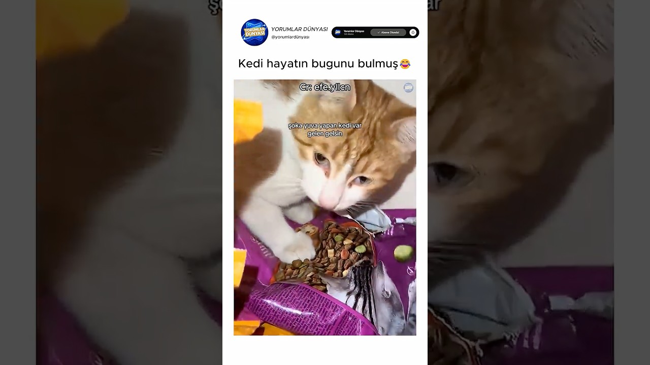 Kedi çok iyi bi hayat yaşıyor😂