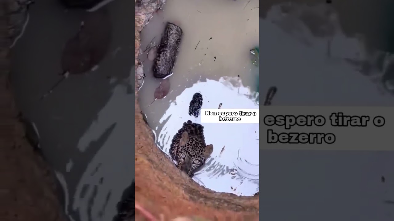 Onça caiu no buraco atrás de alimento