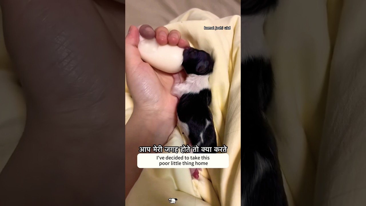 Dogs Deserve Love Too | Humanity Beyond Humans। जानवर बोल नहीं सकते #doglover #myfirstvlog #animals