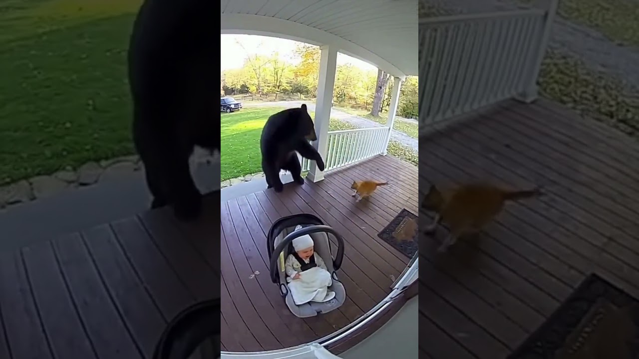 You Won’t Believe This Cat Saved a Baby #youtubeshorts #viralshorts