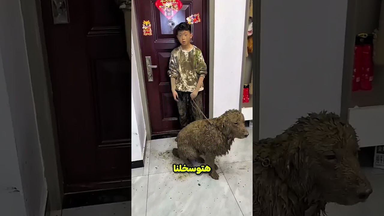 ظلموا الكلب المسكين.. شوفوا الطفل عمل إيه! 🐶💔