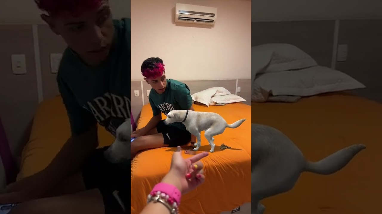 Tem um cachorro cagando na cama #dosrosa