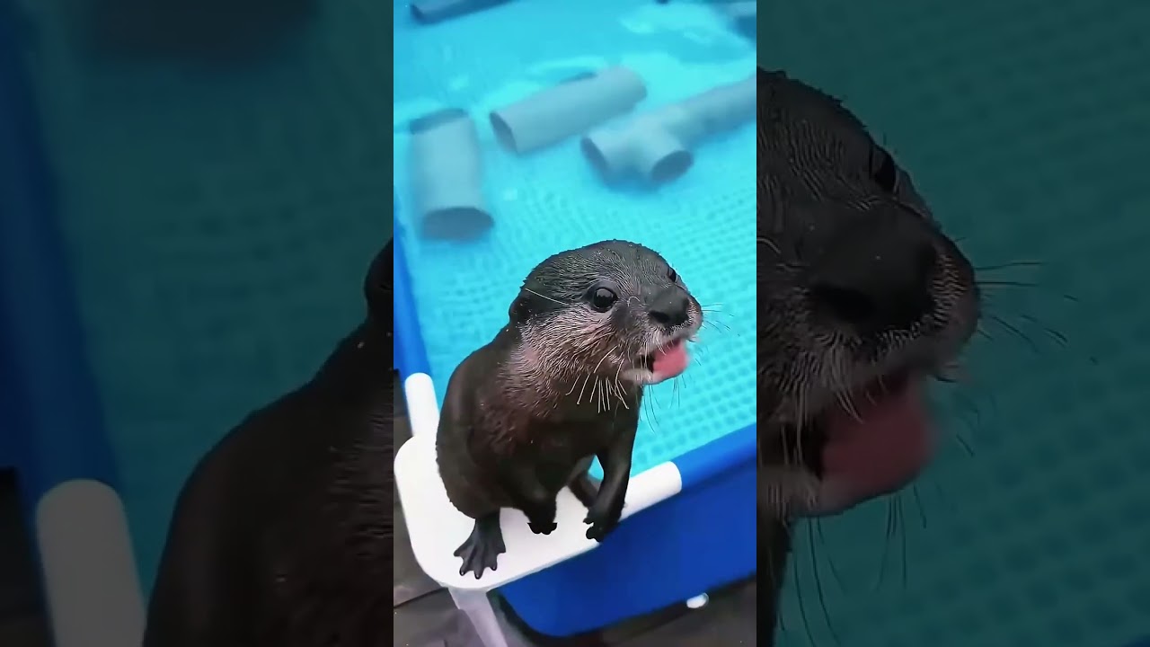 مغامرة القضاعة المرحة 🦦❄️💦😄