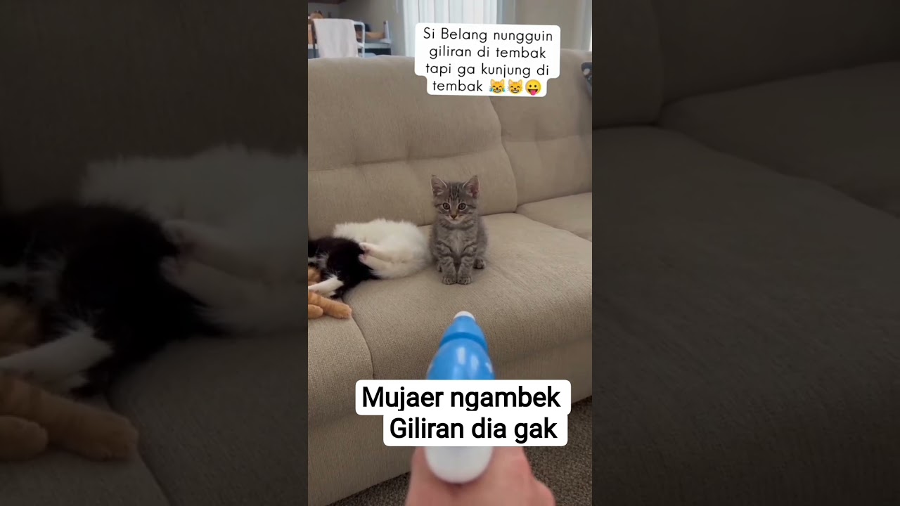 mujaer kesel