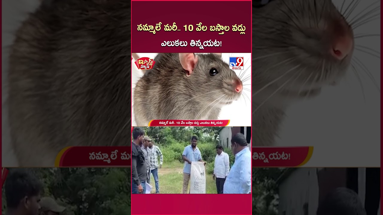 iSmart News : నమ్మాలే మరీ.. 10 వేల బస్తాల వడ్లు ఎలుకలు తిన్నయట!  - TV9
