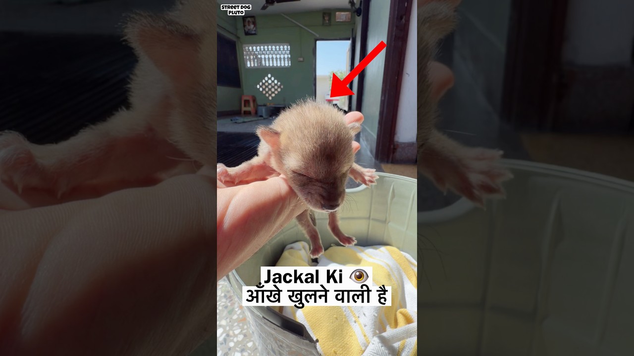 Jackal Ki आँखे Khulne वाली है 😱