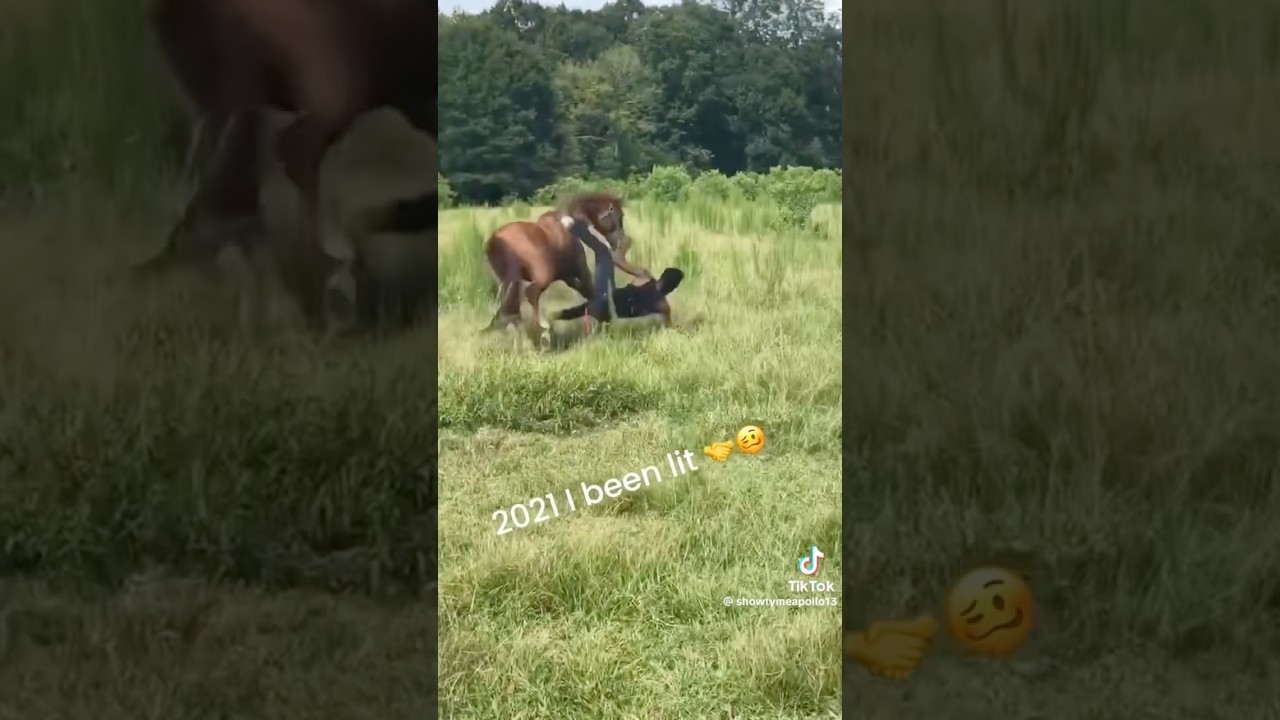 Wild Horses Are No Joke | Subscribe #horses