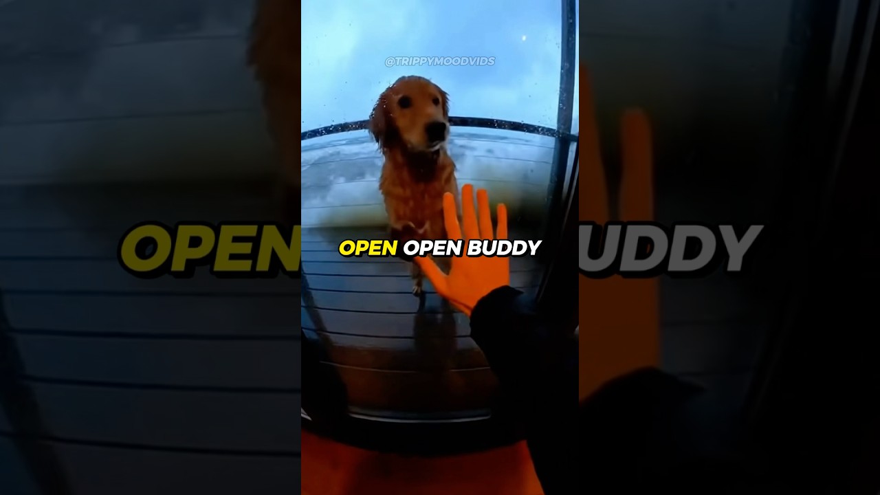 My dog was DROWNED in the TSUNAMI 🌊💔😭 #rescue