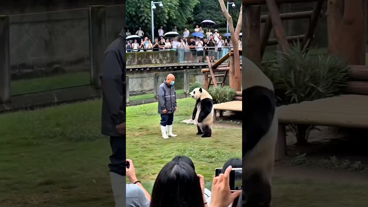 Fubao panda yang sangat pintar