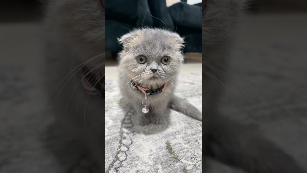 وبعدين مع كركر 😂😂😱#shorts #shortvideo #اكسبلور #funny